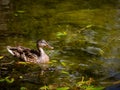 Beautiful wild duck swimming in a green lake Royalty Free Stock Photo