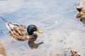 Beautiful wild duck swimming in the lake Royalty Free Stock Photo