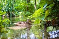 Beautiful wild duck swimming in the lake Royalty Free Stock Photo