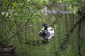 Beautiful wild duck swimming in city park