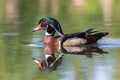 Colorful male Wood Duck close up and reflection in water Royalty Free Stock Photo