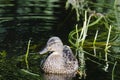 Beautiful wild duck in the lake Royalty Free Stock Photo