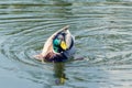 Beautiful wild duck swims in the pond Royalty Free Stock Photo