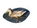 A beautiful wild duck swims in the pond on an isolated background. Royalty Free Stock Photo