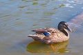 A beautiful wild duck swims in the water in the lake. Royalty Free Stock Photo