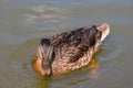 Beautiful wild duck swims in the water, wildlife Royalty Free Stock Photo