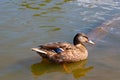 A beautiful wild duck swims in the water. Wildlife, birds. Royalty Free Stock Photo