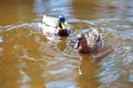 Beautiful wild ducks swim Royalty Free Stock Photo