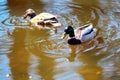 Beautiful wild ducks swim Royalty Free Stock Photo