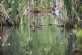 Beautiful wild ducks swim in the pond Royalty Free Stock Photo