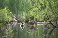 Beautiful wild ducks swim in the pond Royalty Free Stock Photo