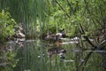 Beautiful wild ducks swim in the pond Royalty Free Stock Photo