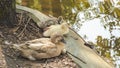 Beautiful beautiful wild ducks swim on the pond Royalty Free Stock Photo