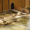 Beautiful beautiful wild ducks swim on the pond Royalty Free Stock Photo