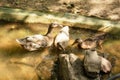 Beautiful beautiful wild ducks swim on the pond Royalty Free Stock Photo