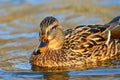 Beautiful wild ducks on water surface at sunset. Royalty Free Stock Photo