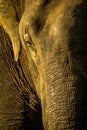 Elephants eye , closeup Royalty Free Stock Photo