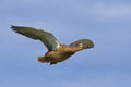 Beautiful wild female Mallard duck Anas platyrhynchos flying with wings wide open across a bright blue summer sky Royalty Free Stock Photo