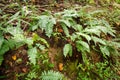 Wild ferns growing on a hillside in the woods in the mountains.