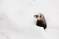 Beautiful wild ferret game in snow Royalty Free Stock Photo
