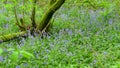 Beautiful wild Field of BlueBells in the forest. Royalty Free Stock Photo