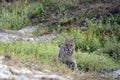 Wild Bobcat Stalking