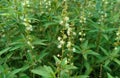 beautiful wild flower and buds white pearls Royalty Free Stock Photo