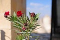 Beautiful wild flower with cappadocia village on background