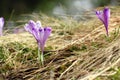 Beautiful wild flower crocus sativus