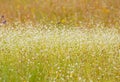 Beautiful wild flower field