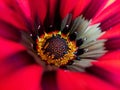 beautiful wild flower macro closeup view outdoor natur