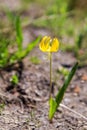 Beautiful wild flower at Mt.Rainier