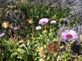Beautiful wild flower near pacific coast, California Royalty Free Stock Photo