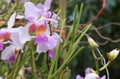 Beautiful wild flower orchid,Vanda teres syn. Papilionanthe teres ,Rare species of wild orchids