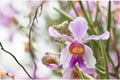 Beautiful wild flower orchid,Vanda teres syn. Papilionanthe teres ,Rare species of wild orchids