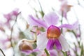 Beautiful wild flower orchid,Vanda teres syn. Papilionanthe teres ,Rare species of wild orchids