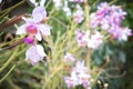 Beautiful wild flower orchid,Vanda teres syn. Papilionanthe teres ,Rare species of wild orchids