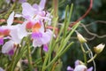 Beautiful wild flower orchid,Vanda teres syn. Papilionanthe teres ,Rare species of wild orchids