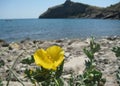 Picturesque yellow flower with green leaves among stones on the seashore on a sunny summer day, Crimea Royalty Free Stock Photo