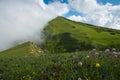 Beautiful wild flowering in the mountain of central Italy Royalty Free Stock Photo