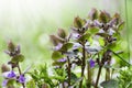 Beautiful wild flowers on a background of green grass, purple wild flowers. Spring or summer floral background Royalty Free Stock Photo