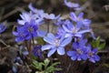 Common Hepatica. Hepatica nobilis. First spring flower. Blue flowers blooming Royalty Free Stock Photo