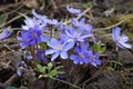 Common Hepatica. Hepatica nobilis. First spring flower. Blue flowers blooming Royalty Free Stock Photo