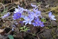 Common Hepatica. Hepatica nobilis. First spring flower. Blue flowers blooming Royalty Free Stock Photo