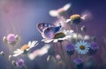 Beautiful wild flowers and butterfly in morning in nature close-up. Cool blue tones. Generative AI. Royalty Free Stock Photo