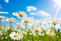 Beautiful wild flowers chamomile. Nature landscape with field meadow flowers daisy, against blue sky with clouds. Generative AI Royalty Free Stock Photo