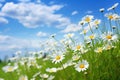 Beautiful wild flowers chamomile. Nature landscape with field meadow flowers daisy, against blue sky with clouds. Generative AI Royalty Free Stock Photo