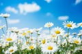 Beautiful wild flowers chamomile. Nature landscape with field meadow flowers daisy, against blue sky with clouds. Generative AI Royalty Free Stock Photo