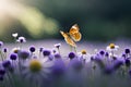 Beautiful wild flowers chamomile, purple wild peas, butterfly Landscape wide format, copy space, cool blue tones. Royalty Free Stock Photo