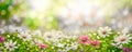 Beautiful wild flowers chamomile, purple wild peas, morning haze in nature close-up macro. Landscape wide format, copy space, cool Royalty Free Stock Photo